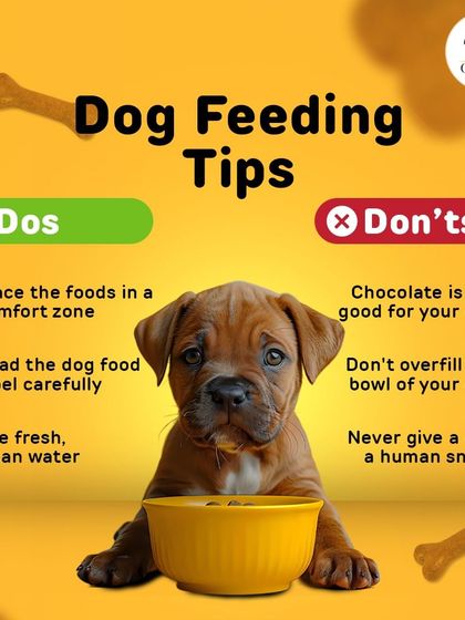 Oh My Pet - At-home Pet Grooming Pet Health & Safety Gyaan photo 10