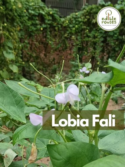 The delicate flowers of the Lobia Fali, or cowpea plant, at our Amarkanan Farm. Soon, these will turn into long, tender beans that are a great source of protein.