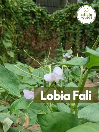 The delicate flowers of a Lobia Fali (cowpea) plant. Seeing the entire life cycle of a plant, from flower to fruit, is one of the simple joys of farming.