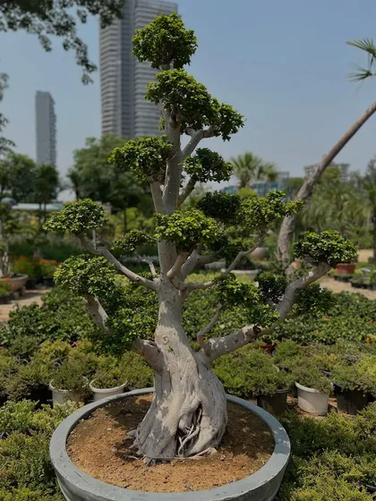 A close-up of a magnificent Ficus bonsai, showcasing its powerful trunk and meticulously shaped branches. This is an ideal plant for anyone looking to invest in a timeless piece of natural art.