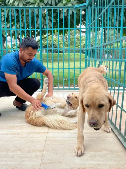 This is not a cage, it's a spacious, open-air enclosure where dogs can relax. Here, a staff member gives a gentle brushing to a happy Golden Retriever while his friend looks on.