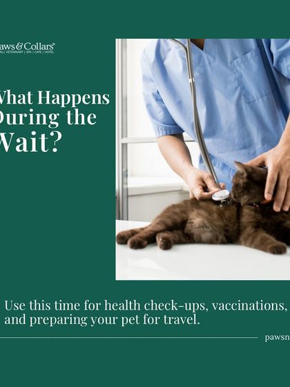 PawsnCollars - Veterinary Care Seamless Pet Relocation, Worldwide photo 23