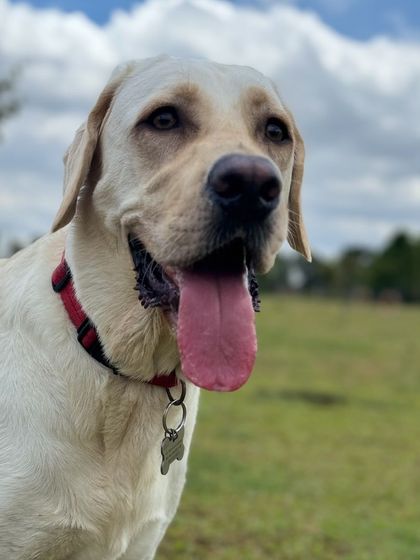 The Pawsome Camp - Dog Daycare & Boarding Our Pack: Portraits from the Camp photo 25