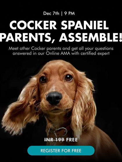 Are you a Cocker Spaniel parent? This free AMA is your chance to get expert advice on challenges unique to the breed, such as leash pulling, reactivity, and separation anxiety.