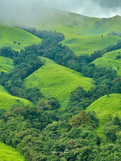 The dense shola forests nestled between the green hills on the way to Netravathi Peak.
