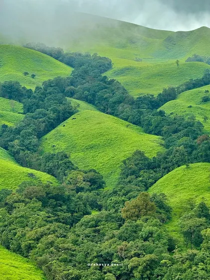 A closer look at the shola forests nestled within the valleys of Netravathi's green grasslands.