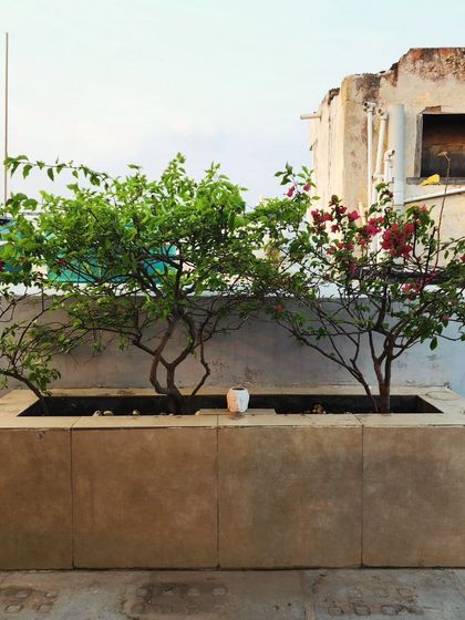 Delhi Gardner - Full-Service Landscaping Urban Green Spaces: Balconies, Terraces & Vertical Gardens photo 9