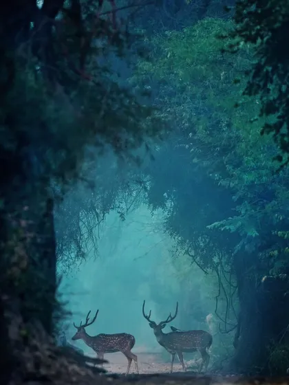 Two spotted deer in the misty, blue light of a forest path. This is a conversation with the wild, where the mood and atmosphere are the main characters.