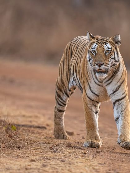 Depth of field plays a pivotal role. Here, I left deliberate negative space around the walking tiger. This gives the image breathing room and a natural balance, allowing the viewer to sense the environment and movement.