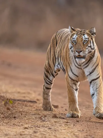 Depth of field plays a pivotal role. Here, I left deliberate negative space around the walking tiger. This gives the image breathing room and a natural balance, allowing the viewer to sense the environment and movement.