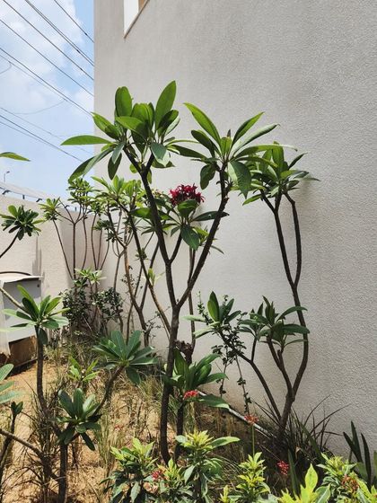 Delhi Gardner - Full-Service Landscaping Large-Scale Landscaping: Commercial & Residential Projects photo 16