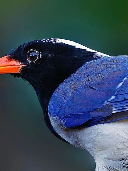 A detailed portrait of a Red-billed Blue Magpie. The focus is on its intelligent eye, bright coral-red beak, and the contrast between its black head and brilliant blue shoulder feathers.