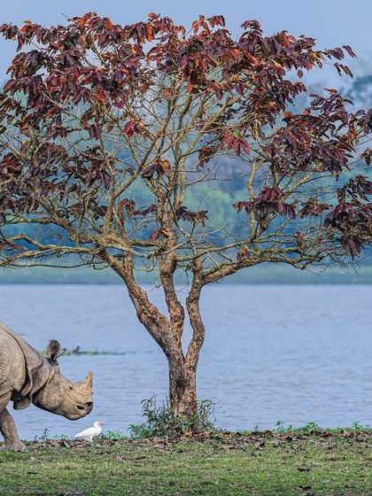 Composition is the essence of wildlife photography. In this rhino-scape, the tree and the birds are not distractions; they enhance the frame, creating a sense of scale, balance, and harmony with nature.