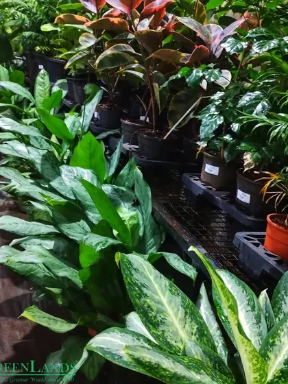 Let's make nature a part of our daily lives. This row of lush, healthy indoor plants represents our wish for a year full of greenery and serenity for all our customers.