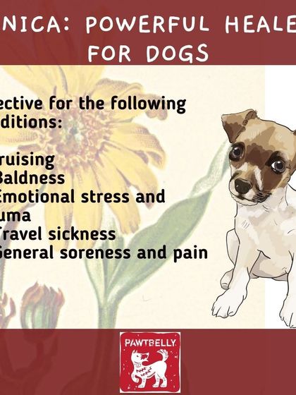 Pawtbelly - Fresh Dog Food Delivery Doggo Health & Nutrition Tips photo 10