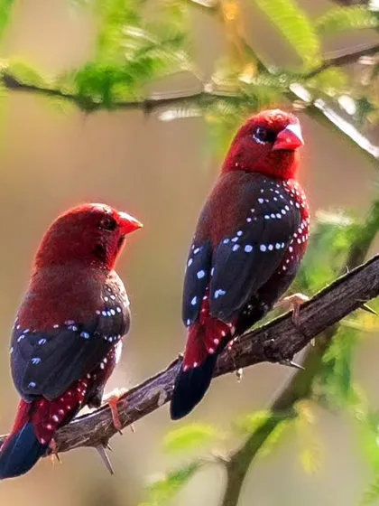 Two male Red Munias showing off their brilliant breeding colors.