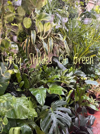 Fifty shades of green. Our studio is overflowing with so many new shades of green. We promise there is something for everyone, whether you are a new plant parent or a seasoned collector.