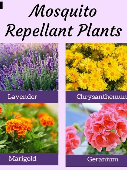 Hygrinz - Garden Design & Landscaping Your Guide to a Green Thumb photo 5