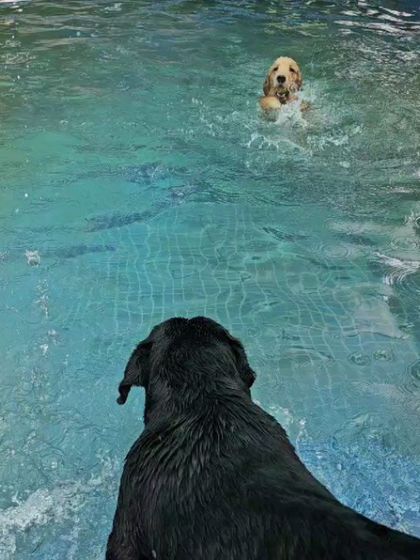 A game of chase in the pool. One dog swims after another, making exercise feel like pure fun.