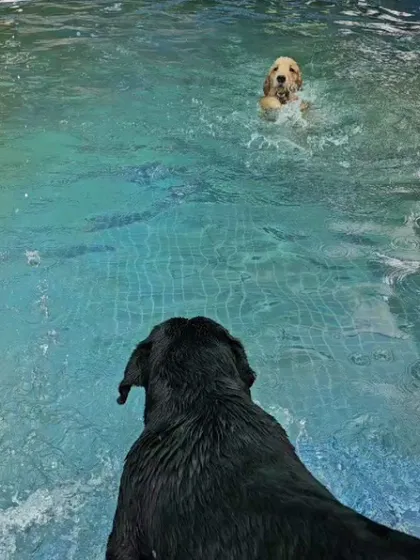 A game of chase in the pool. One dog swims after another, making exercise feel like pure fun.