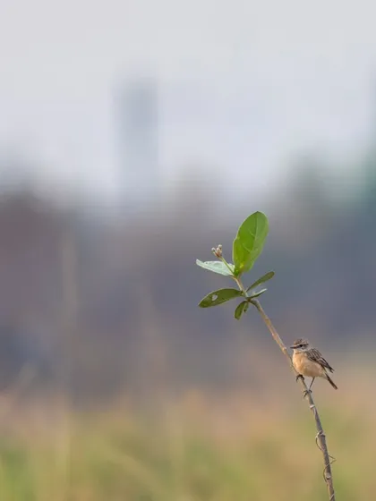 A Siberian Stonechat perched on a small plant, with the hazy outline of industry in the background. This image shows the contrast between nature and development.