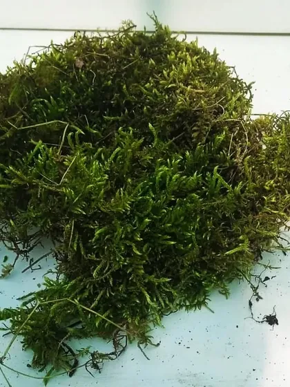 A bundle of live green moss. This type is great for various applications in gardening, from lining pots to creating detailed terrarium landscapes.