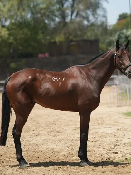A handsome bay Thoroughbred with excellent conformation. I select horses not just for their looks, but for their gentle and cooperative nature in the saddle.