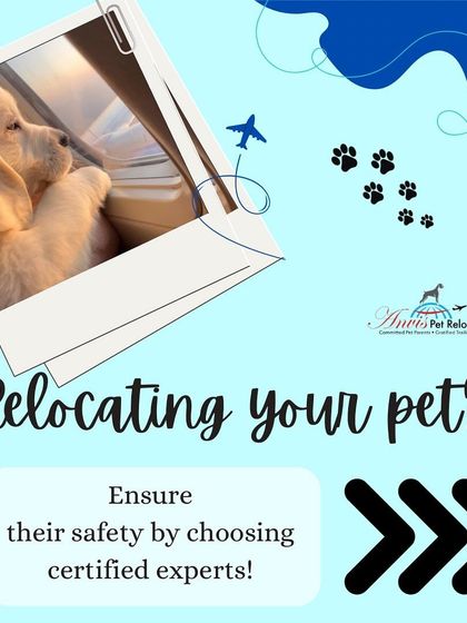 Anvis - Pet Relocation Our Relocation Process: Step-by-Step photo 9