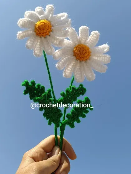 Two beautiful white daisy stems held up against a clear blue sky. These are perfect for a simple, elegant arrangement.