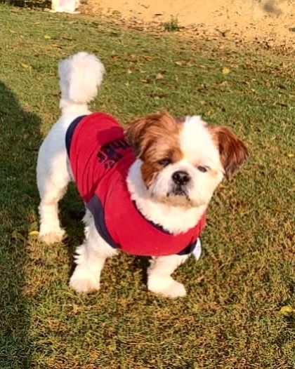 Bruno dressed in a smart red shirt, ready for a walk. He is a wonderful companion dog who will bring a lot of character and love to his new home.