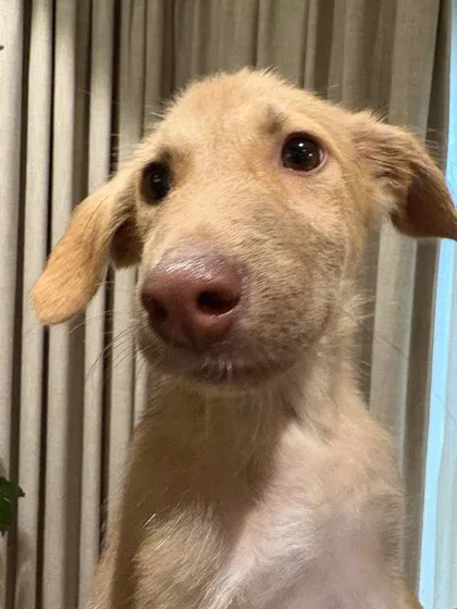 A close-up portrait of an adorable indie puppy with a pink nose and soulful eyes. This little one was the star of our art event at The Brown Table cafe in Bangalore.
