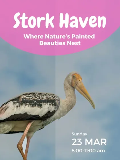 Scenes from Stork Haven, where generations of painted storks and pelicans have nested. We explore this unique example of human-bird coexistence.