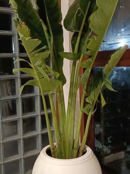 Make My Garden - Nursery & Gardening Store (Retail) Indoor & Air Purifying Plants photo 19