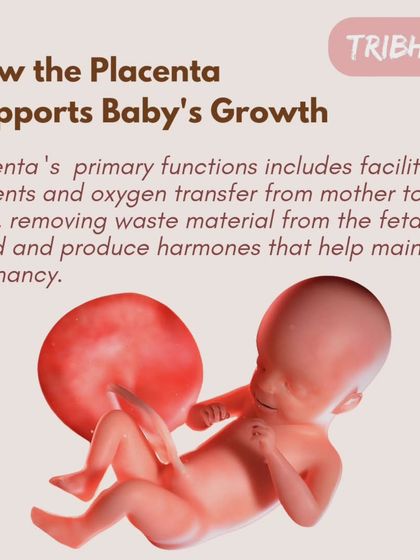 The placenta's primary function is to transfer nutrients and oxygen from you to your baby, remove waste, and produce hormones that maintain the pregnancy. It's your baby's lifeline.