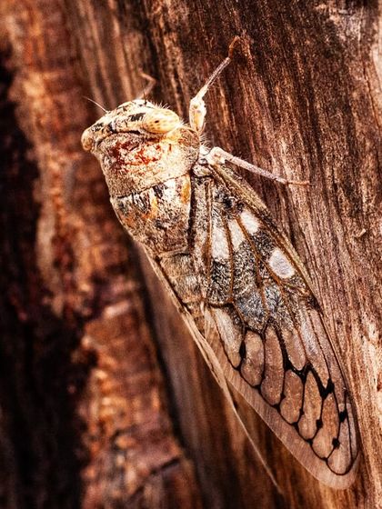 A cicada rests on the bark of a tree at Aravali Creek. These insects spend years underground as nymphs before emerging, and their presence is a sign of a long-term, stable ecosystem.