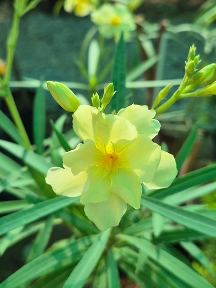 The cheerful yellow Oleander is a hardy, sun-loving plant that produces beautiful flowers. It's a great option for adding bright, consistent color to your outdoor space.