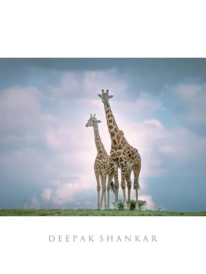 This fine art print captures the graceful beauty of two giraffes. It’s a simple, elegant, and peaceful image that celebrates one of Africa's most iconic animals.