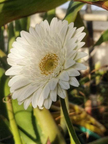 Another shot of the elegant white gerbera.