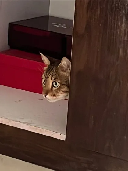 Peek-a-boo! Puchka was a master of finding the best hiding spots during his stay.