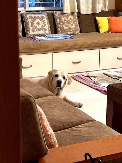 This is Pluto, a wise and gentle senior Lab. I have a special place in my heart for senior dogs and provide patient, compassionate care tailored to their needs, including mobility and medication.