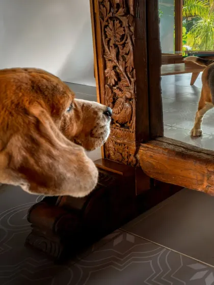 A close-up of Scamp sniffing his reflection. The detail on the carved wood frame adds a nice contrast to his soft fur.