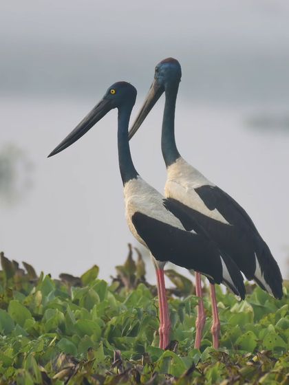 A Black-necked Stork couple standing together. These birds are known to be monogamous and stay together for life.