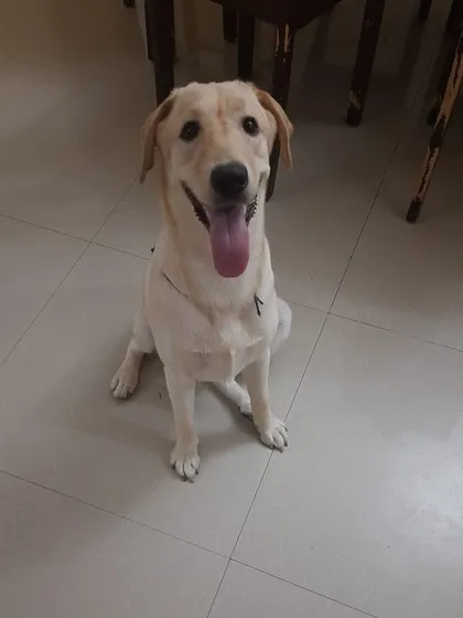 A beautiful portrait of Whitey. She is good with kids and other dogs and is ready to join a family that will provide her with a fresh food diet and lots of love.