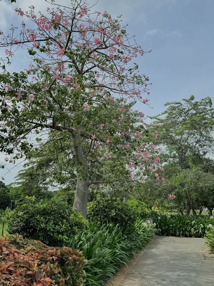 A beautiful flowering tree serves as a focal point in this large garden. A good landscape is not just about individual plants, but their strategic arrangement to create balance and visual interest throughout the year.