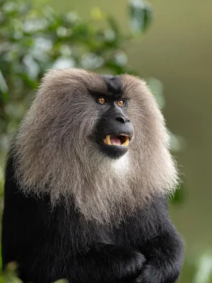A close-up portrait of a male Lion-tailed Macaque, its mouth slightly open, revealing its impressive canine teeth.