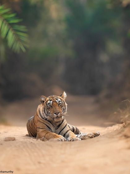 Another frame of Noorie resting, showcasing the unique, sandy environment of Ranthambore that provides a beautiful foreground for photos.