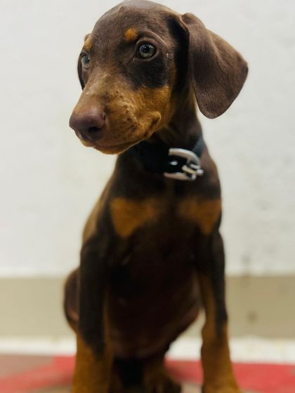 PL Paws - Animal Rescue & Rehabilitation Happy Tails: Our Adoption Stories photo 13