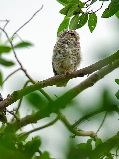 A pair of Spotted Owlets perched on a branch, their mottled feathers providing excellent camouflage.