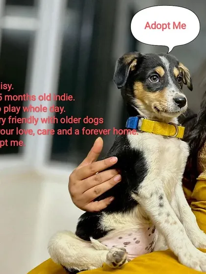 This is Daisy, a 2.5-month-old Indie girl who is all about playtime and cuddles. We focus on Indie dog adoption in Delhi because we believe these smart, resilient, and loving dogs make the most wonderful family members.