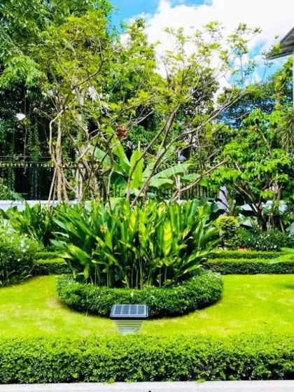 A central planting of Heliconia is surrounded by a manicured lawn and trimmed hedges. This creates a strong focal point within the residential garden design.